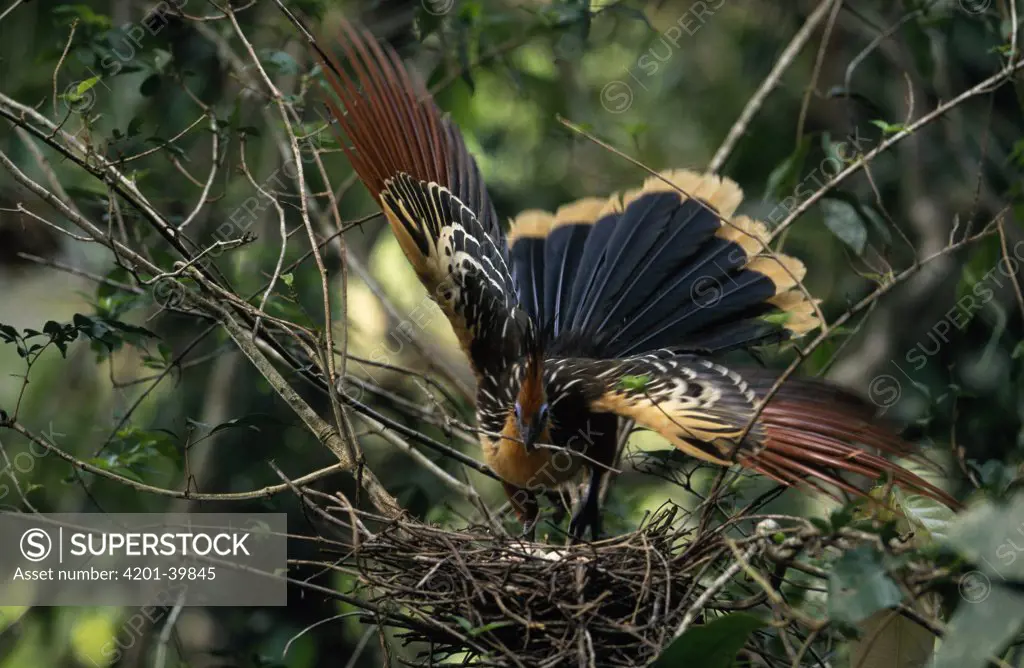 Hoatzin (Opisthocomus hoazin) adult adding twigs to nest with eggs, Guyana
