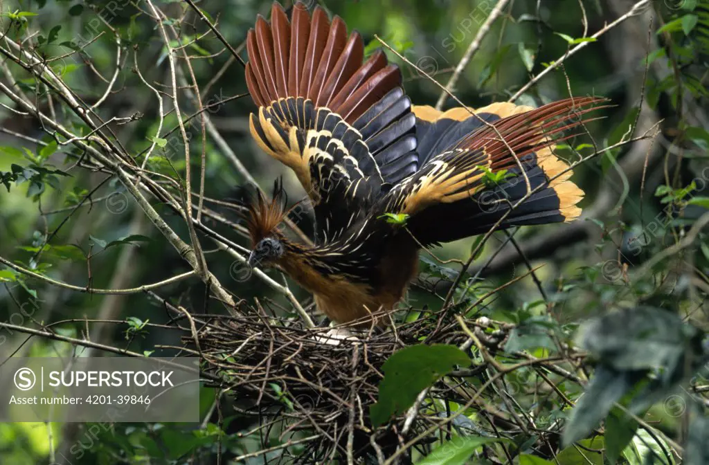 Hoatzin (Opisthocomus hoazin) adult displaying at nest with eggs, Guyana