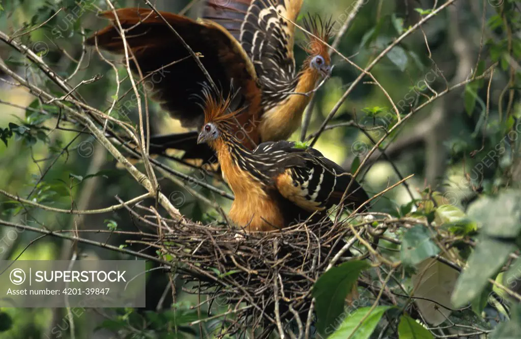 Hoatzin (Opisthocomus hoazin) pair adding twigs to nest with eggs, Guyana