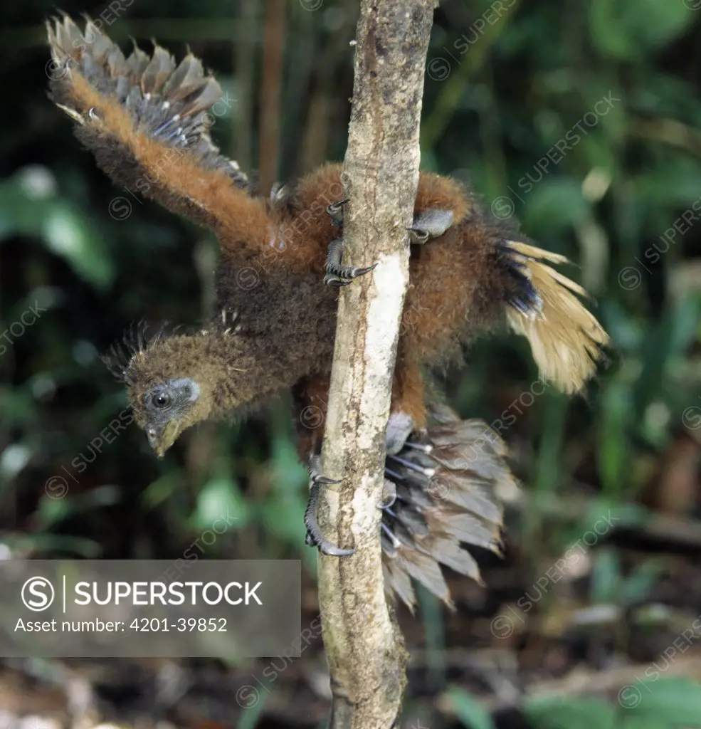 Hoatzin (Opisthocomus hoazin) chick climbing a branch, Guyana