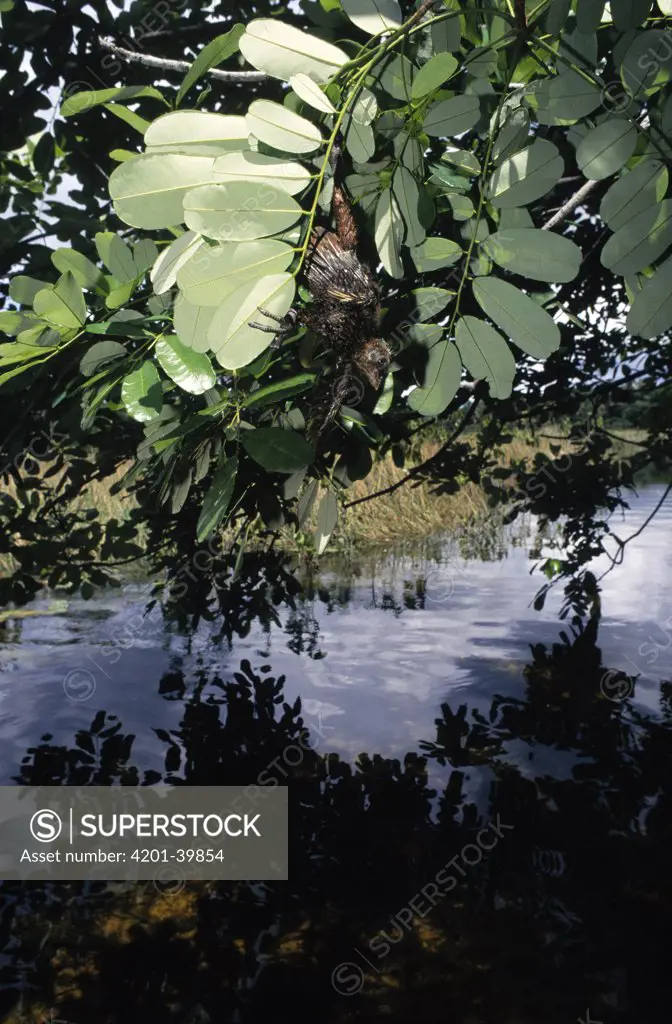 Hoatzin (Opisthocomus hoazin) chick hanging over water from vegetation near nest, Guyana