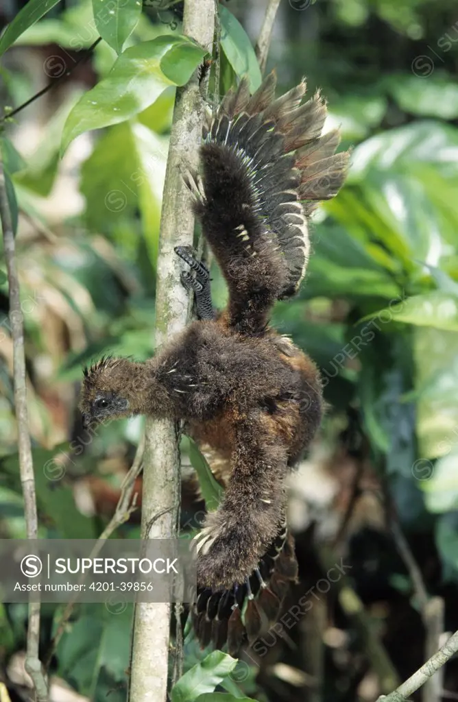 Hoatzin (Opisthocomus hoazin) chick has claws on its wings to grip and climb, Guyana