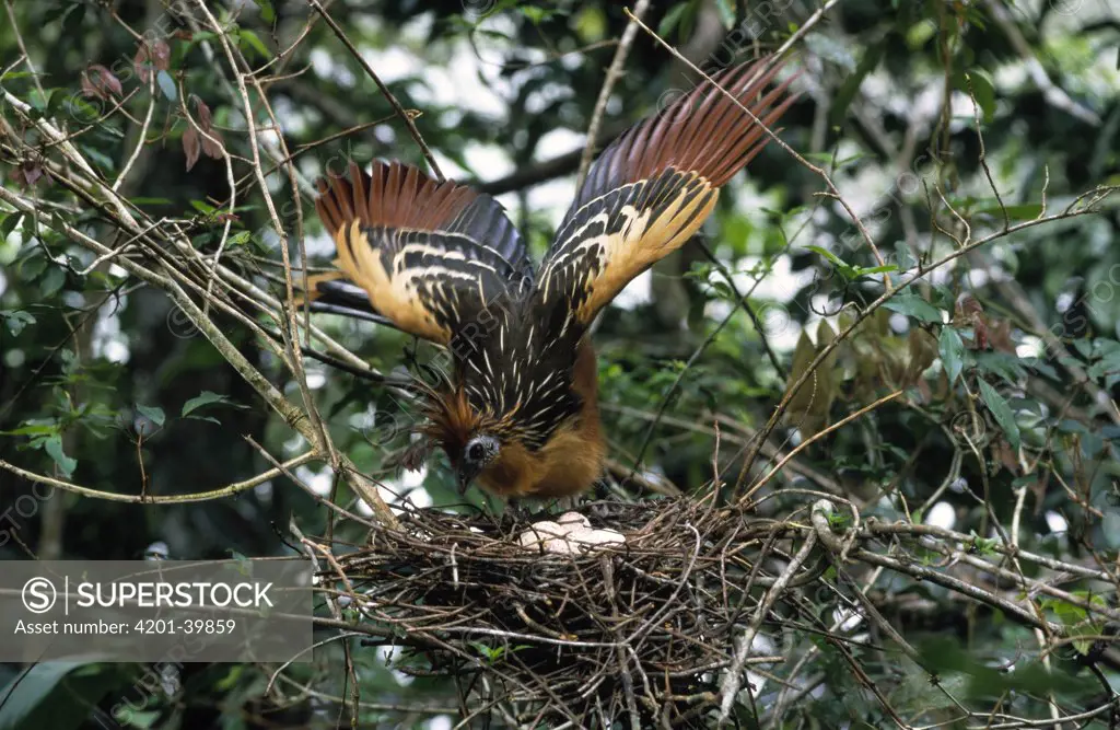 Hoatzin (Opisthocomus hoazin) parent settling on nest with eggs, Guyana