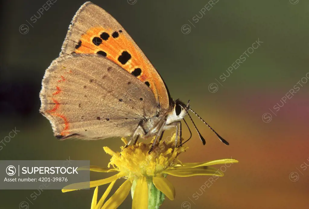 Small Copper (Lycaena phlaeas) butterfly feeding on flower nectar, Europe
