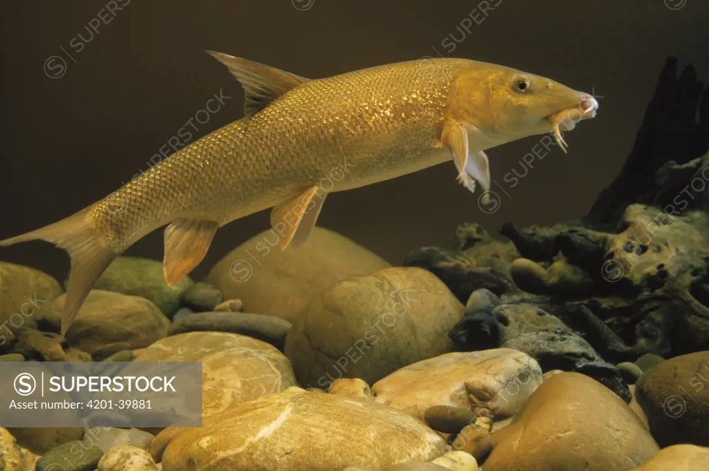Barbel (Barbus barbus) freshwater fish, Europe