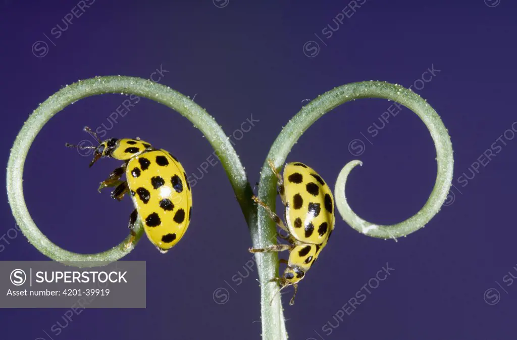 22-spot Ladybird (Thea 22-punctata), Europe