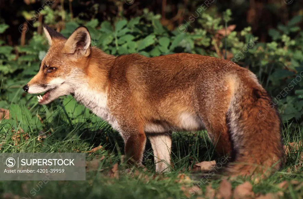 Red Fox (Vulpes vulpes) at forest edge, Europe