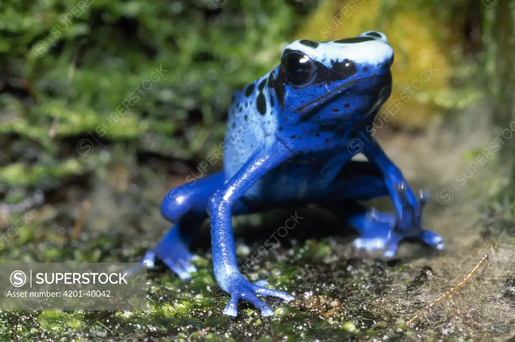 Strawberry Poison Dart Frog (Dendrobates pumilio) blue color morph, native to Central and South America