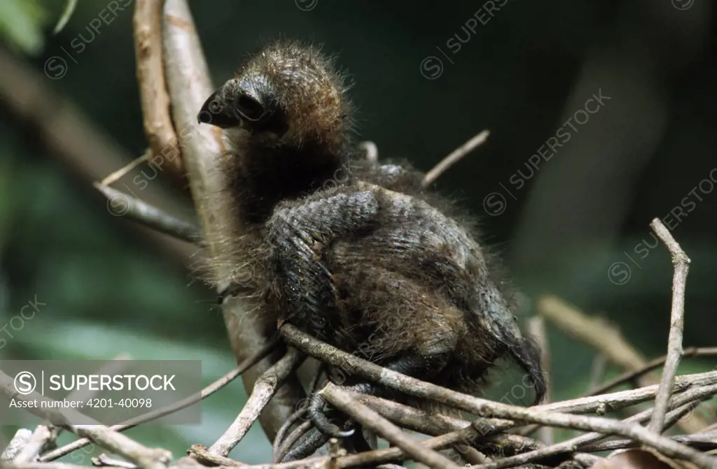 Hoatzin (Opisthocomus hoazin) chick, one week old, Guyana
