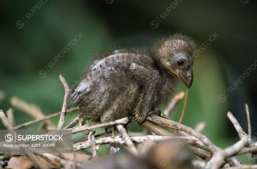 Hoatzin (Opisthocomus hoazin) week old chick, Guyana