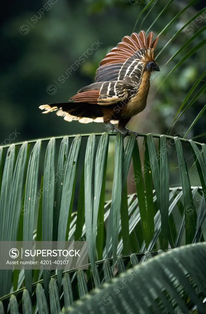 Hoatzin (Opisthocomus hoazin) balancing on branch, Guyana