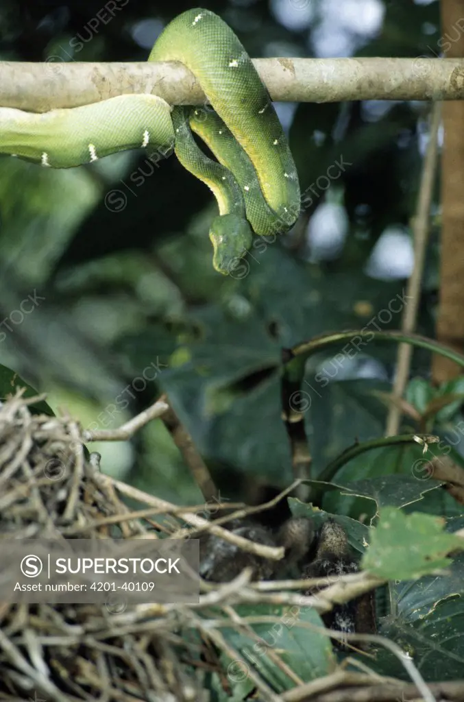 Hoatzin (Opisthocomus hoazin) Green Snake (Bothriopsis sp) trying to grab chicks from nest, Guyana