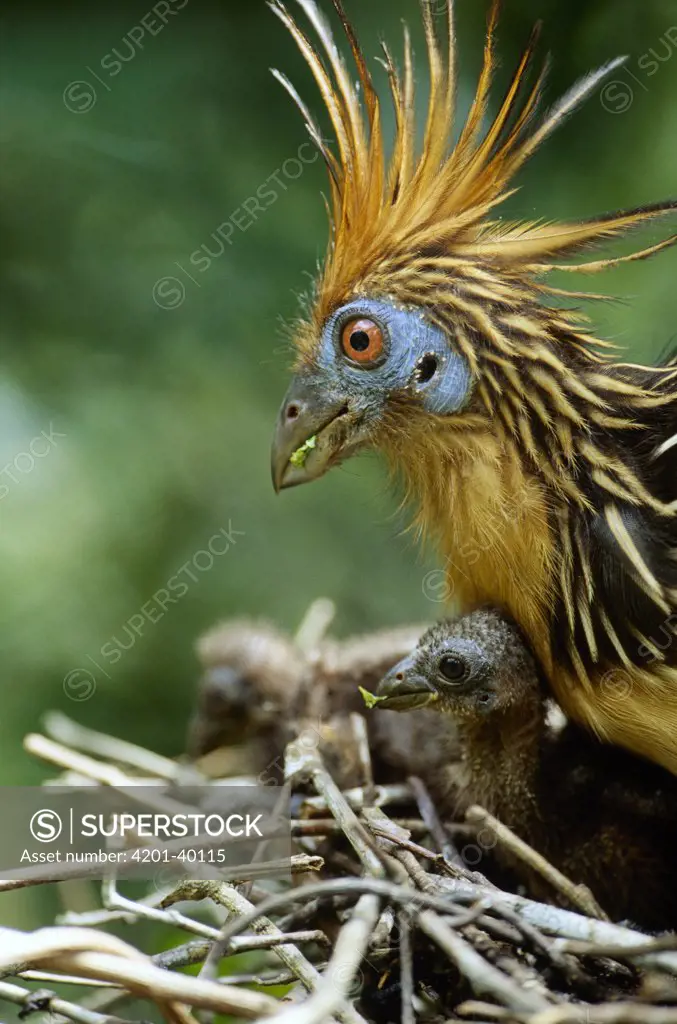 Hoatzin (Opisthocomus hoazin) and chick eating at nest, Guyana