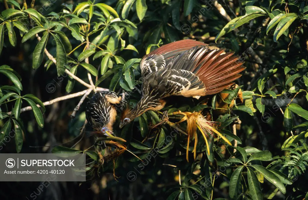 Hoatzin (Opisthocomus hoazin) pair in tree, Guyana