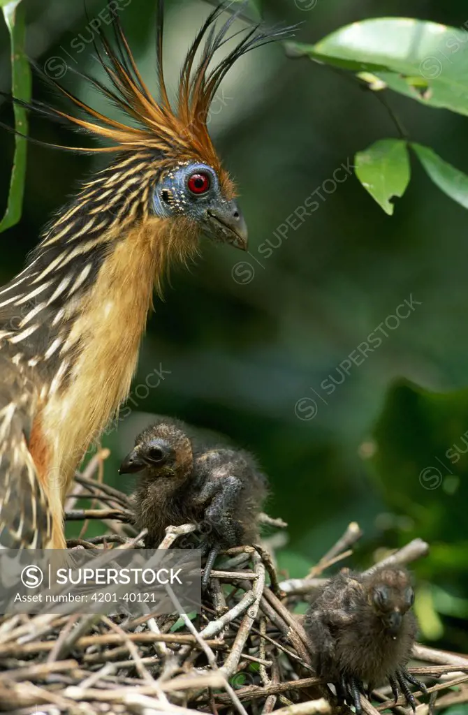 Hoatzin (Opisthocomus hoazin) with two chicks on nest, Guyana