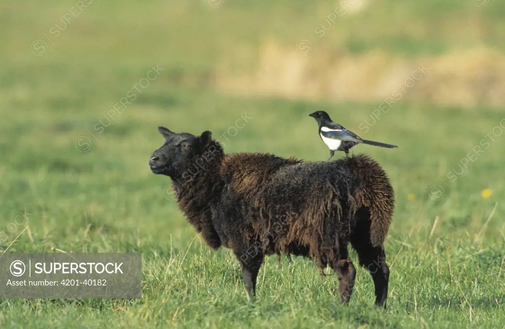 Black-billed Magpie (Pica pica) perching on sheep to get a better view to feed on parasites, Europe