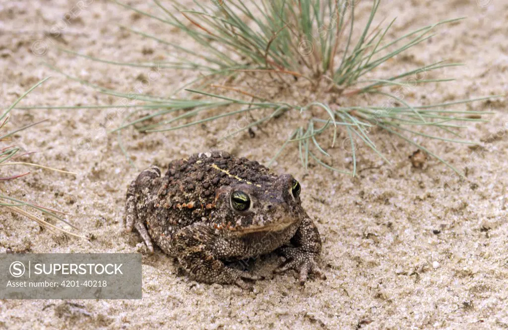 Natterjack Toad (Bufo calamita) on sand, front view, Europe