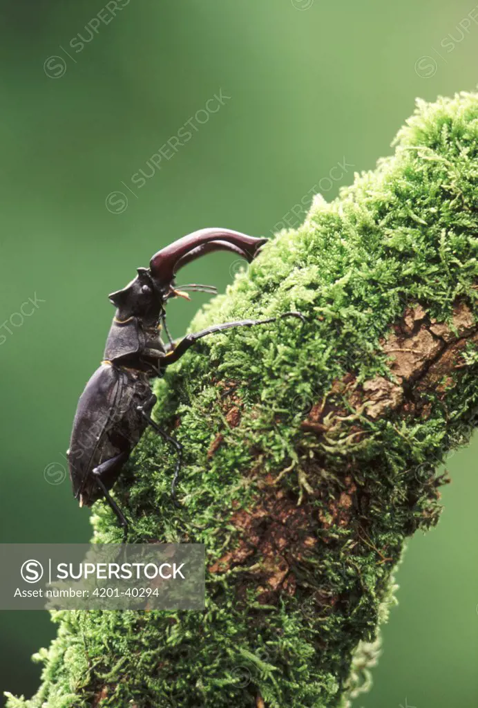 Stag Beetle (Lucanus cervus) male on mossy branch, Europe