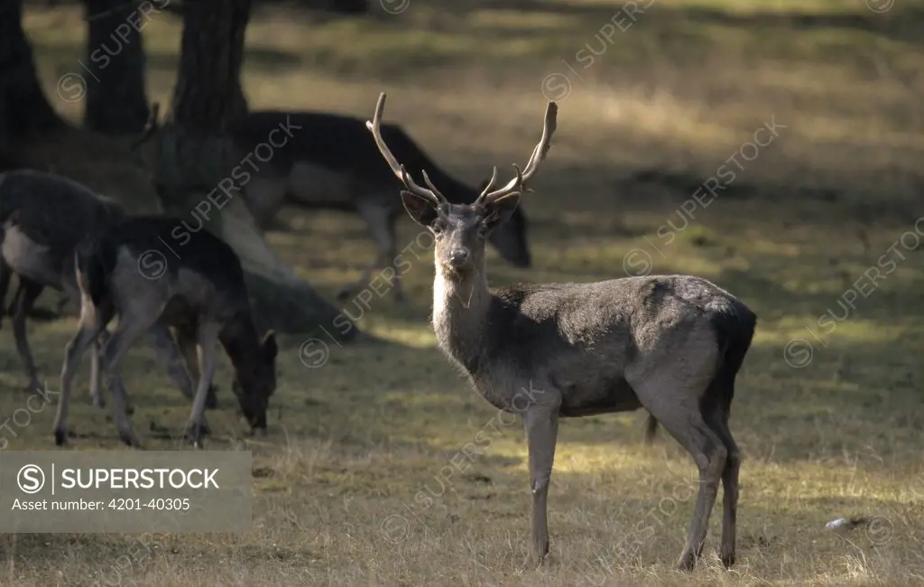 Fallow Deer (Dama dama) stag, Europe