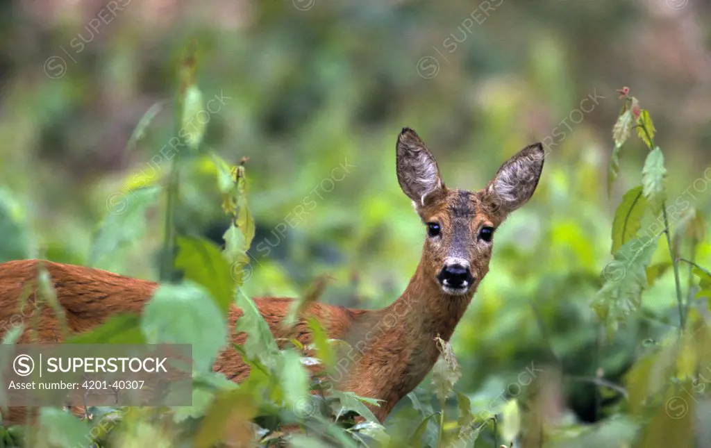 Western Roe Deer (Capreolus capreolus) female peering through foliage, Europe