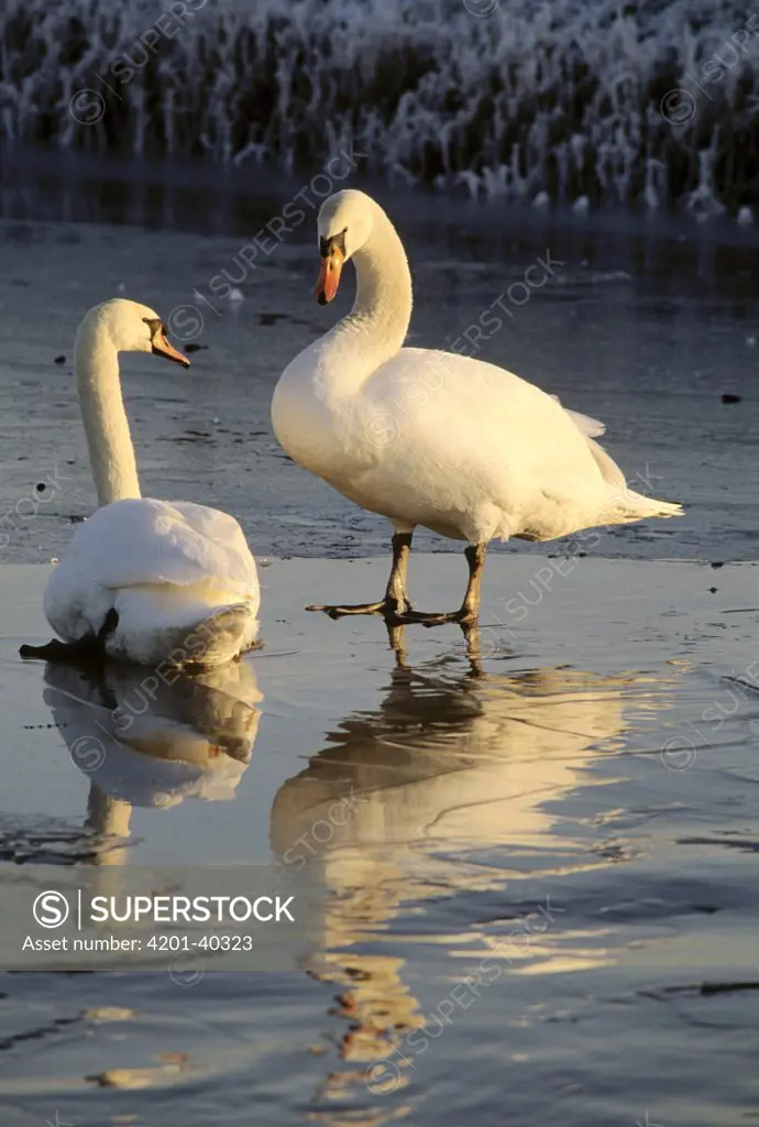 Mute Swan (Cygnus olor) pair on ice, Europe