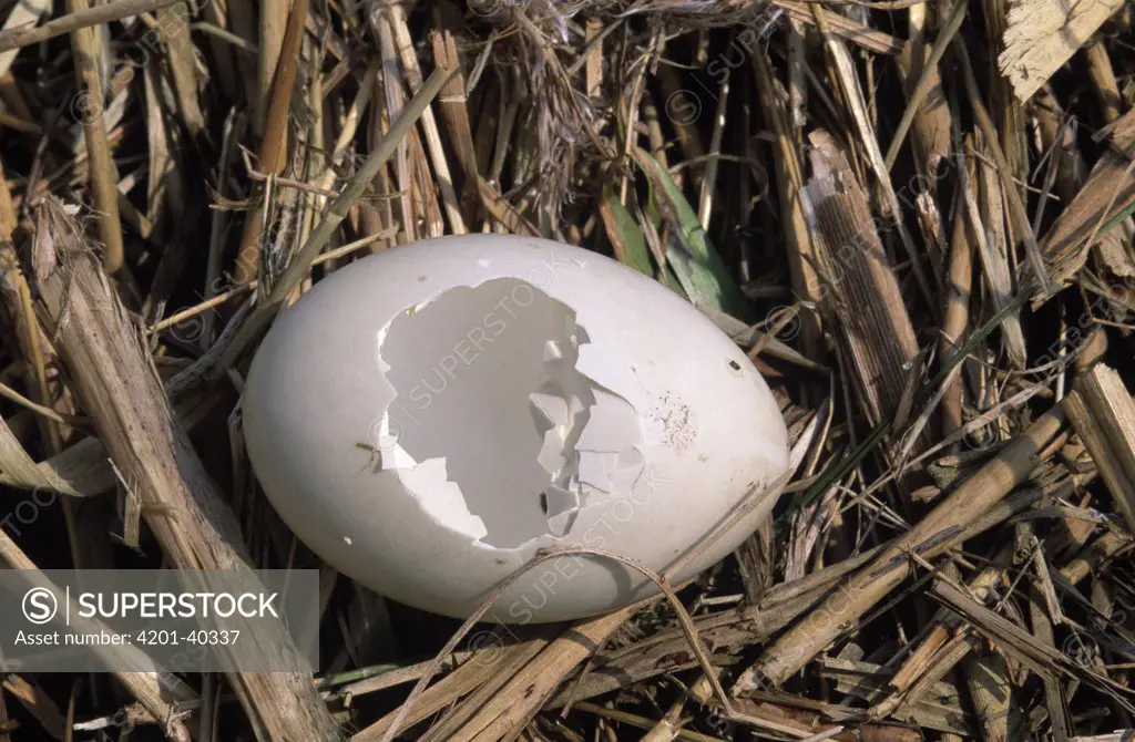 Duck (Anas sp) egg broken and chick taken by Carrion Crow (Corvus corone), Europe