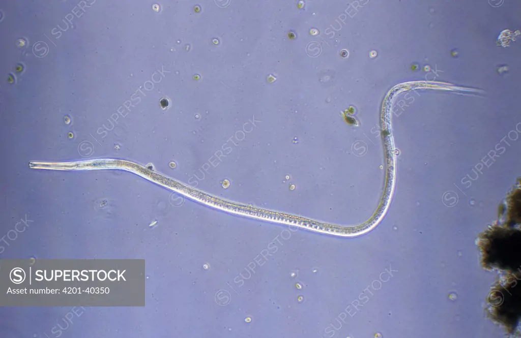 Nematode (Euplidogaster striatus) worm