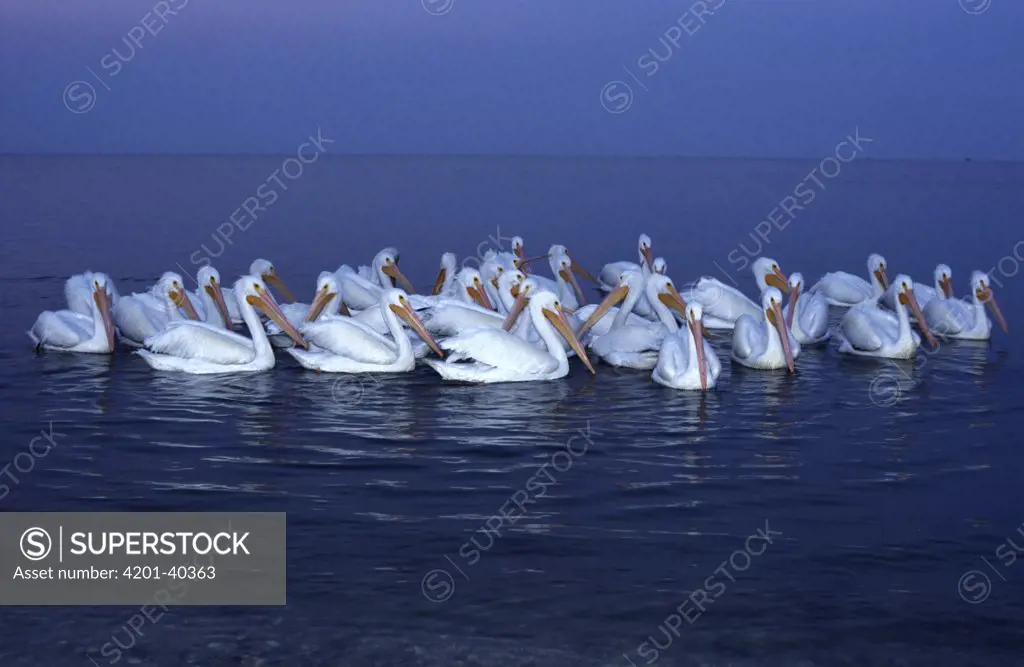 American White Pelican (Pelecanus erythrorhynchos) flock, Florida