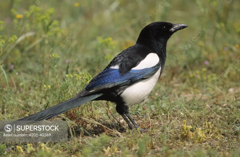 Black-billed Magpie (Pica pica) standing on the grass, Europe