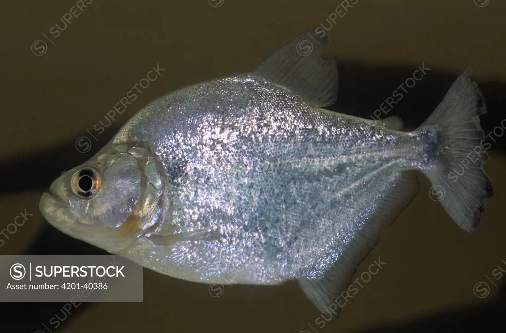Red-bellied Piranha (Pygocentrus nattereri) juvenile portrait, Guyana