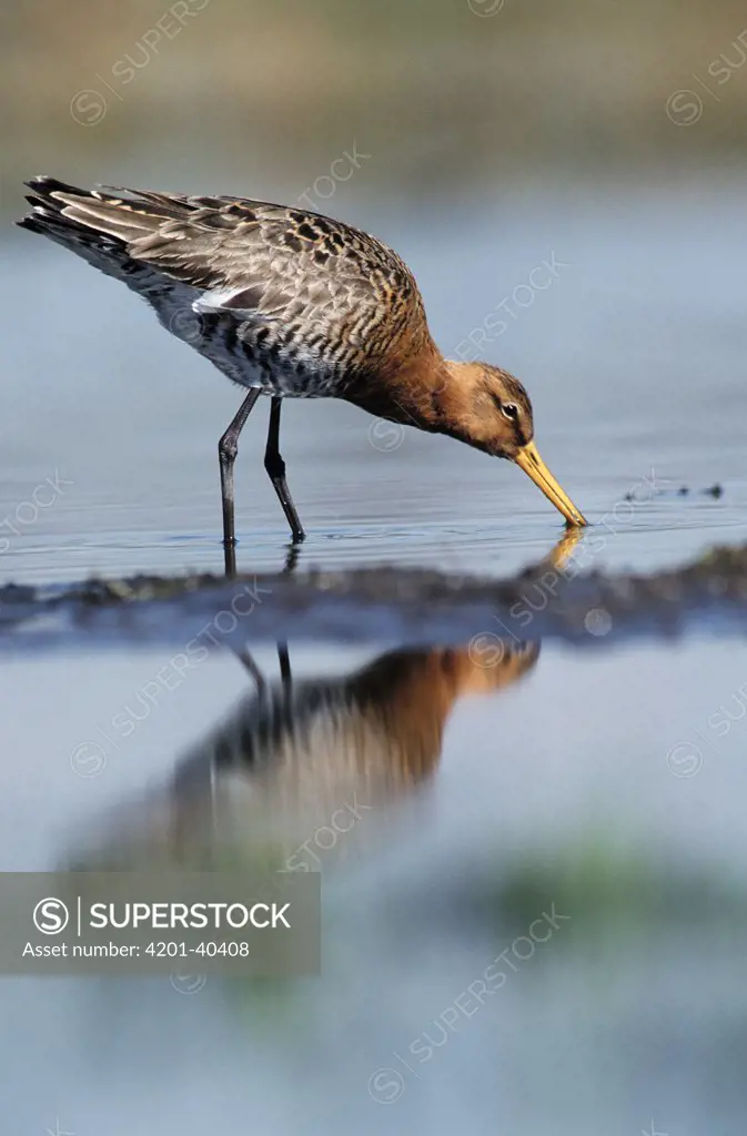 Black-tailed Godwit (Limosa limosa) foraging in shallow water, Europe