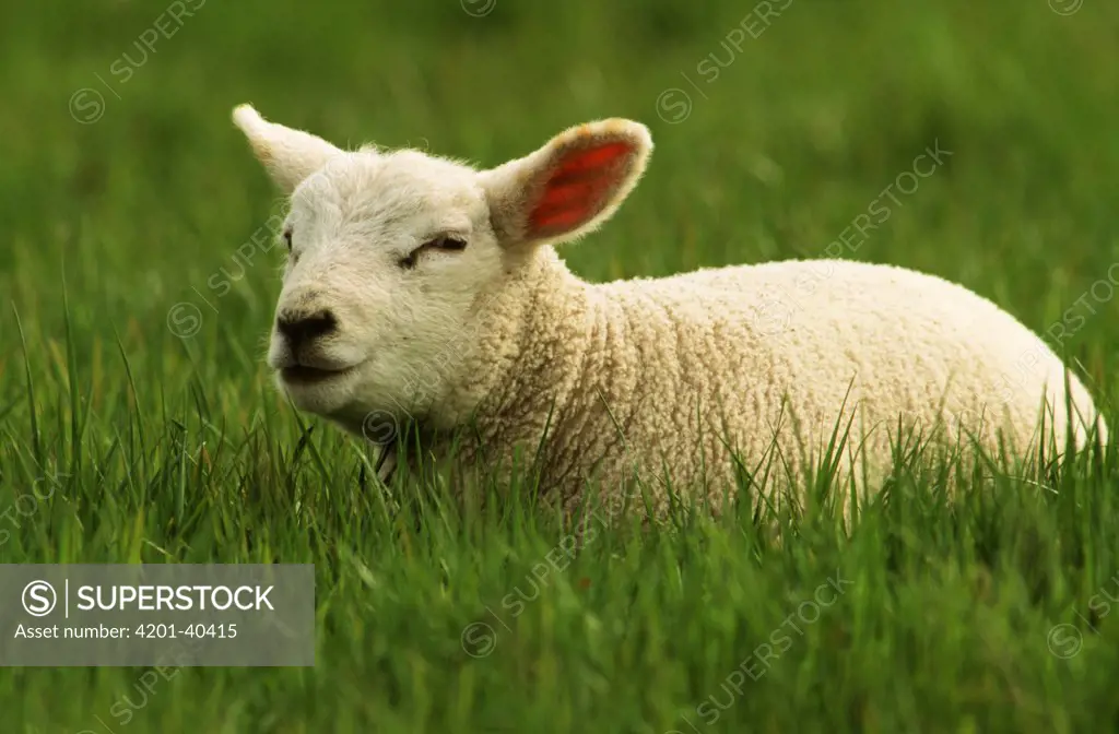 Domestic Sheep (Ovis aries) lamb resting in green grass, Europe