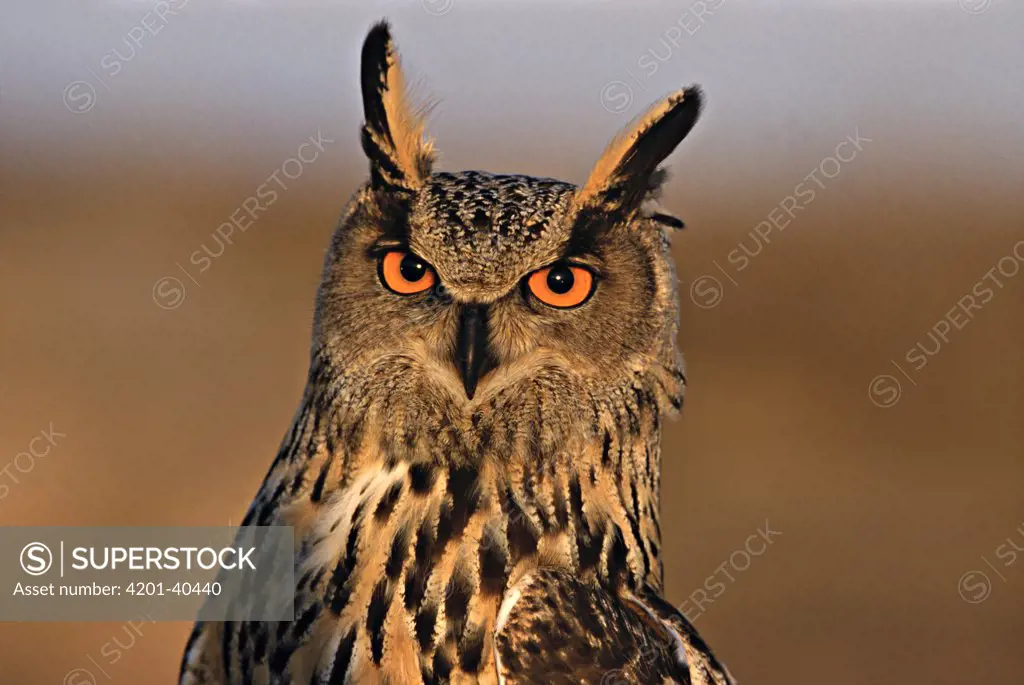 Eurasian Eagle-Owl (Bubo bubo) portrait, Europe