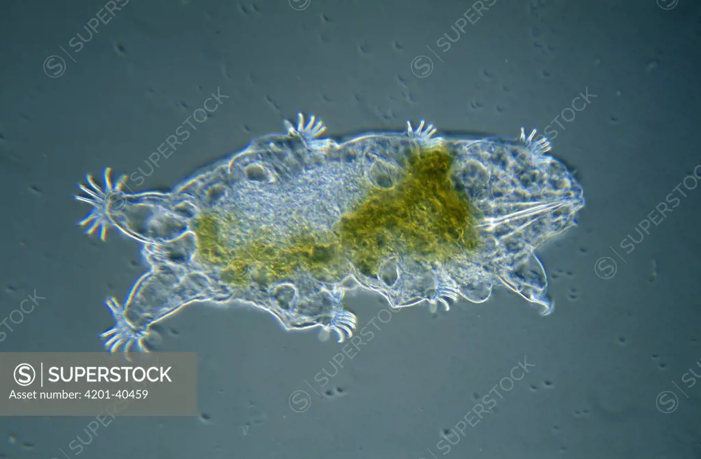 Tardigrade (Echiniscoides sigismundi) microscopic image, animal is less than one mm in length, can enter cryptobiosis to withstand temperature and moisture extremes, worldwide distribution