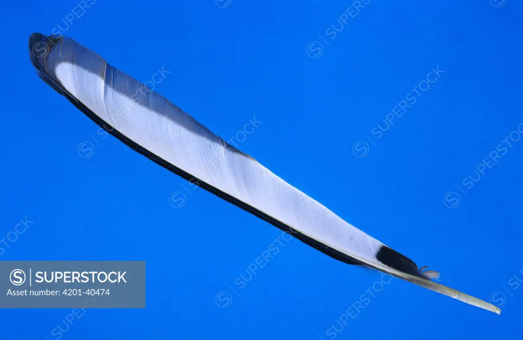 Black-billed Magpie (Pica pica) flight feather showing shaft and vane, Europe