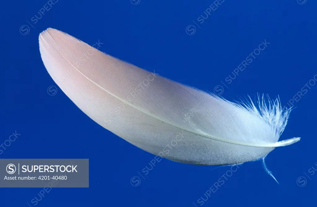 Diagnostic shot of feather