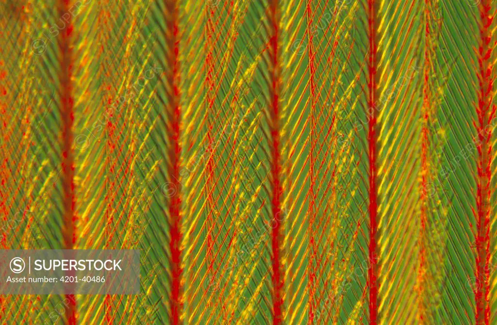 Close up of feather showing interlocking barbules