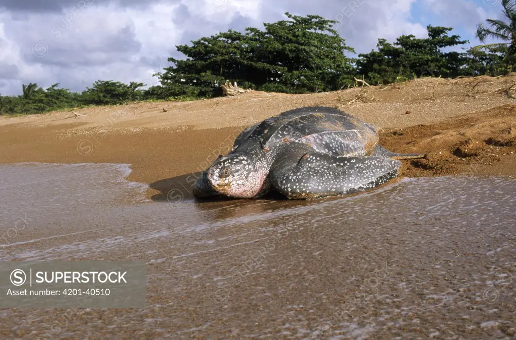 Leatherback Sea Turtle (Dermochelys coriacea) female crawls back to the sea after laying eggs, Shell Beach, Guyana