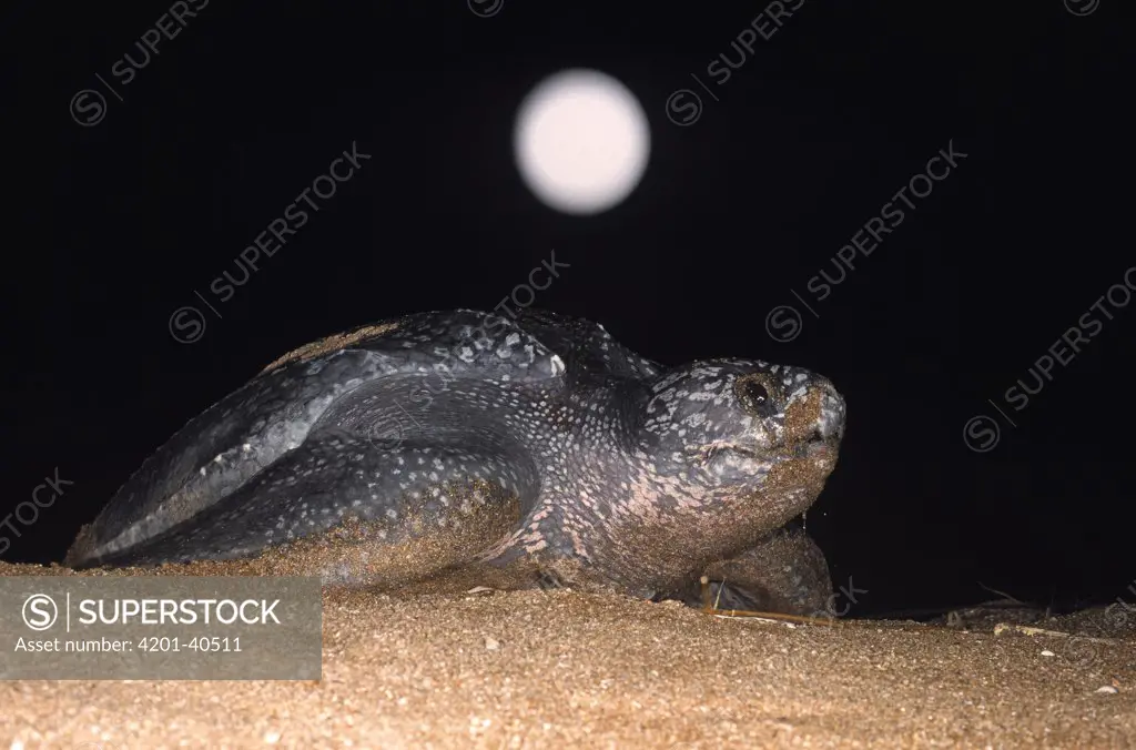 Leatherback Sea Turtle (Dermochelys coriacea) female on a beach laying eggs during full moon, Shell Beach, Guyana
