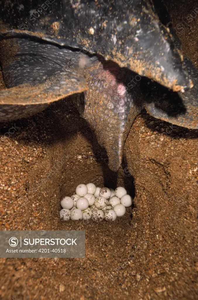 Leatherback Sea Turtle (Dermochelys coriacea) female laying eggs at night, Shell Beach, Guyana