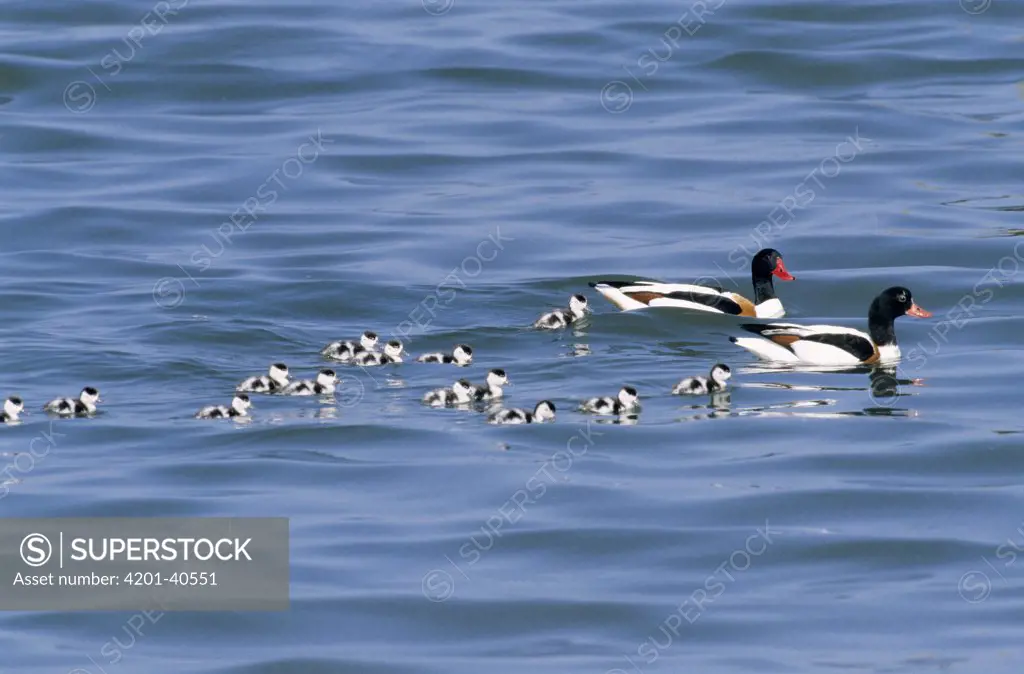 Common Shelduck (Tadorna tadorna) parents with chicks swimming after them, Europe