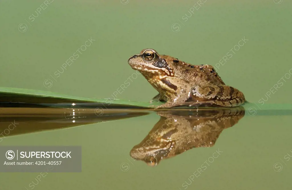 Common Frog (Rana temporaria) on partially submerged leaf, Europe
