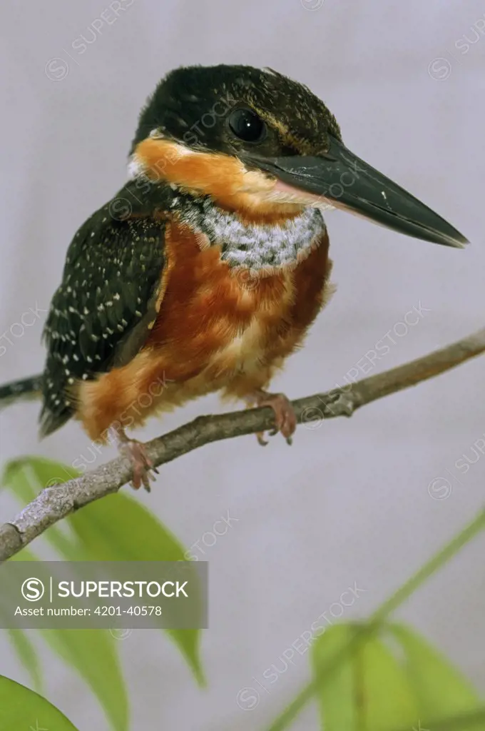 Green-and-rufous Kingfisher (Chloroceryle inda) portrait, Iwokrama Rainforest Reserve, Guyana