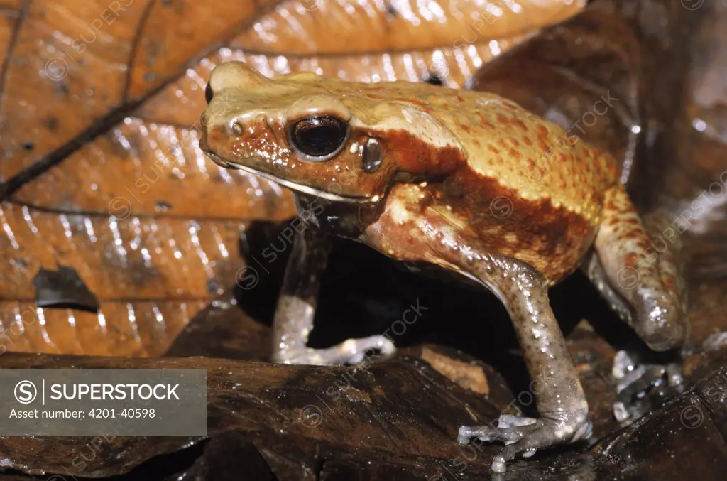Smooth-sided Toad (Bufo guttatus) camouflaged among leaves on the forest floor, Iwokrama Rainforest Reserve, Guyana