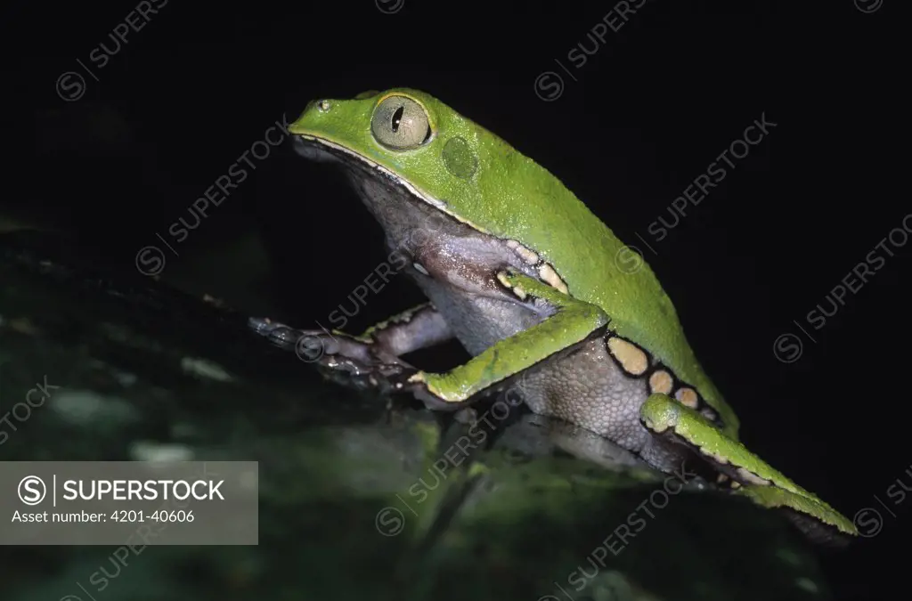 Giant Monkey Frog (Phyllomedusa bicolor) portrait, Iwokrama Rainforest Reserve, Guyana