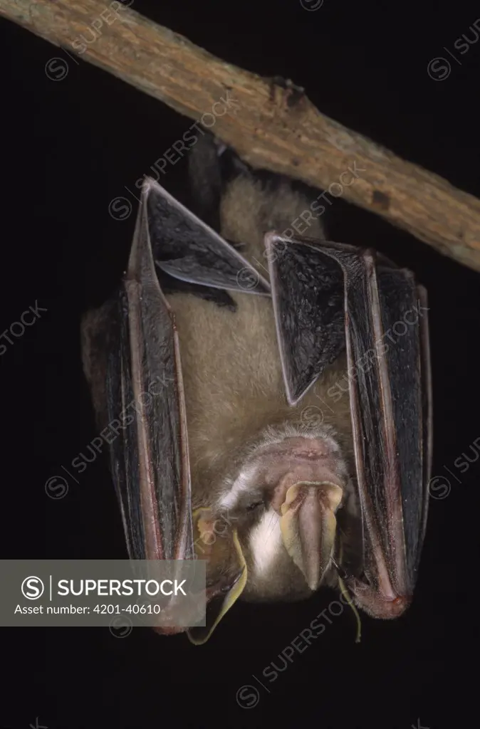 Little Fruit-eating Bat (Artibeus cinereus) hanging upside-down on branch, Iwokrama Rainforest Reserve, Guyana