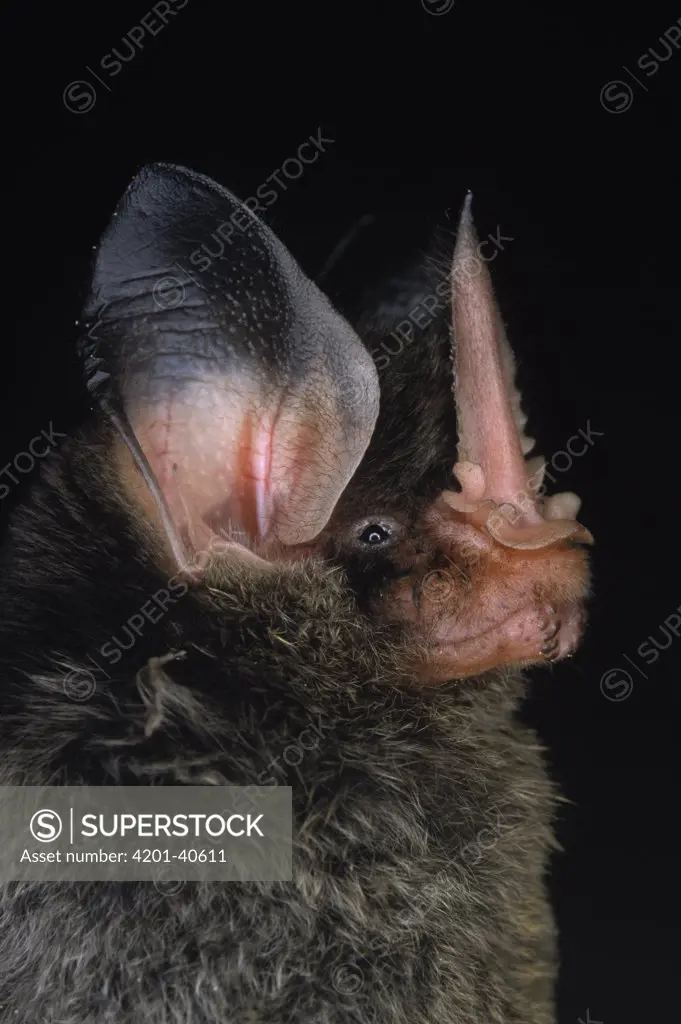 Striped Hairy-nosed Bat (Mimon crenulatum) portrait, Iwokrama Rainforest Reserve, Guyana