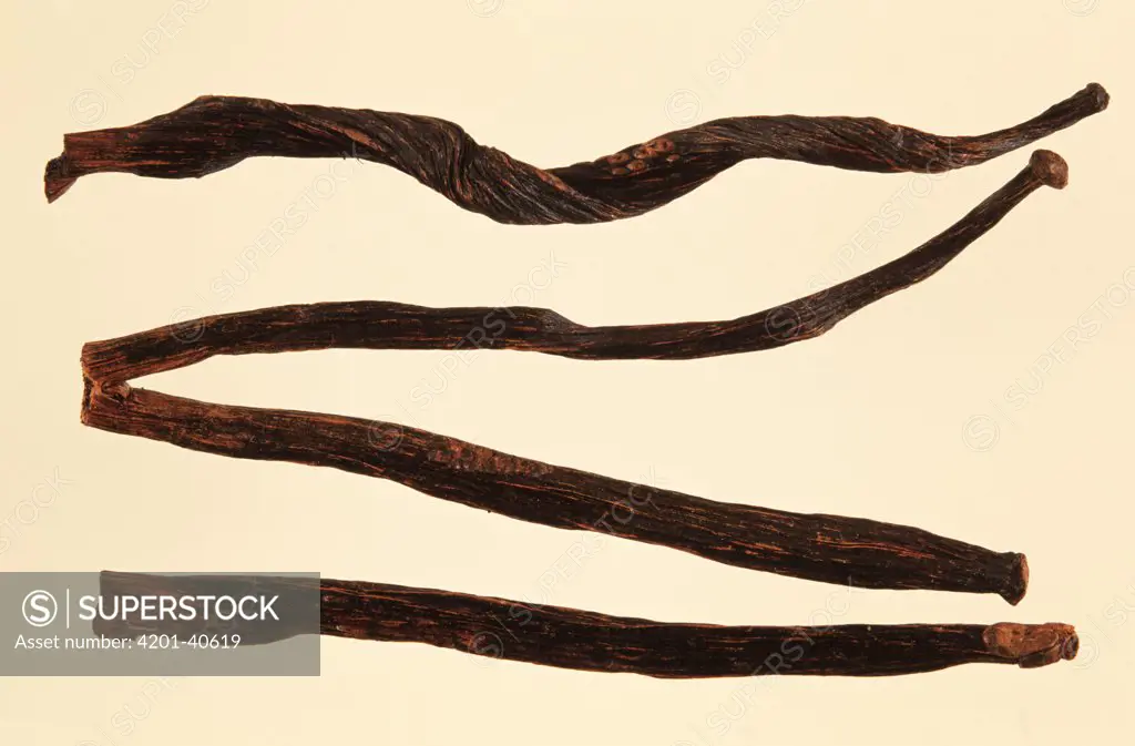 Vanilla Orchid (Vanilla planifolia) seed pods, native to Mexico, is also grown in Madagascar and Tahiti