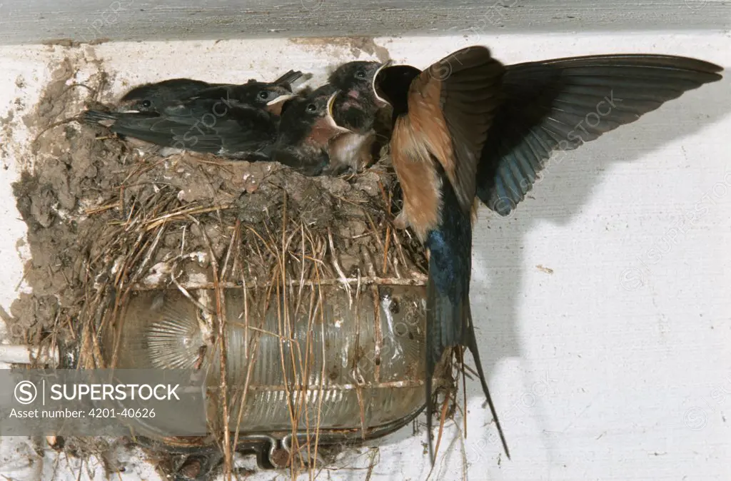 Barn Swallow (Hirundo rustica) parent feeding chicks in nest which is constructed atop a light fixture, Europe