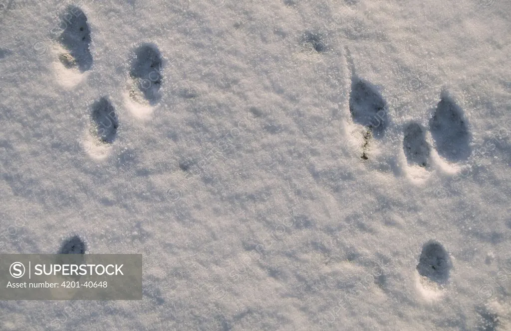 European Hare (Lepus europaeus) tracks in the snow, Europe